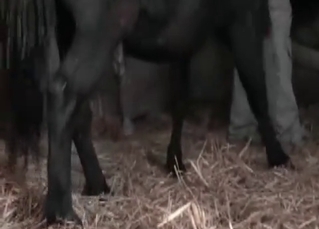 Black stallion is making this lady cry